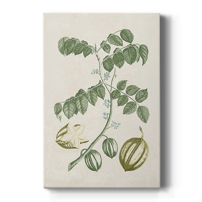 Buchoz Tropicals II - Canvas Art Print