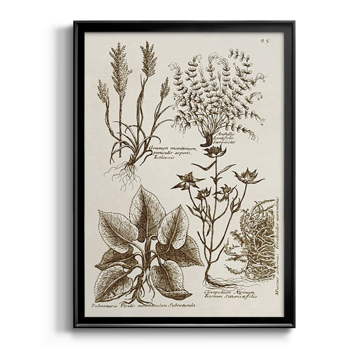 Sepia Botanical Journal VII - Modern Framed Canvas Print