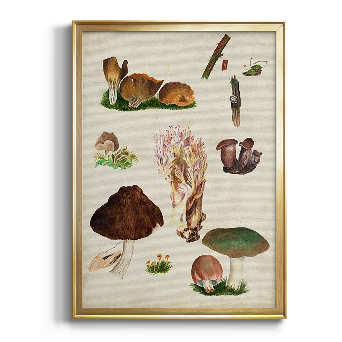 Mushroom Species IX - Modern Framed Canvas Print