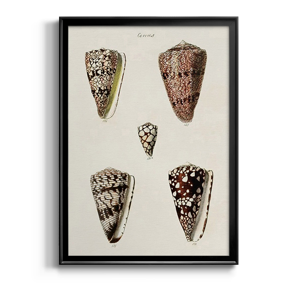Cone Shell Collection III - Modern Framed Canvas Print