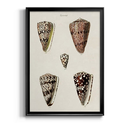Cone Shell Collection III - Modern Framed Canvas Print