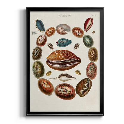 Spiral Shell Formation II - Modern Framed Canvas Print