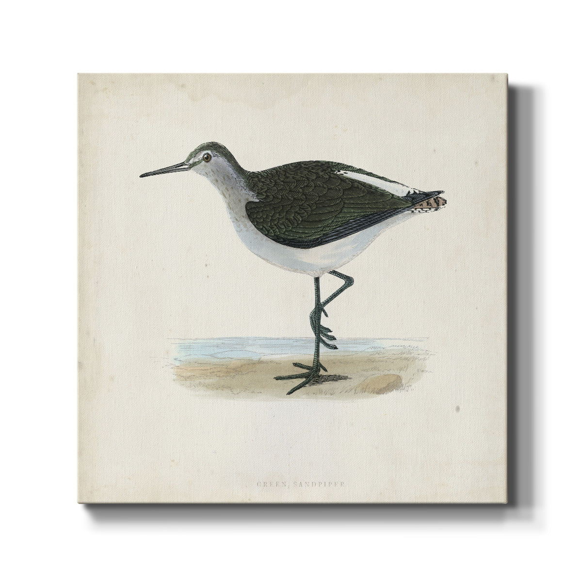 Morris Sandpipers VI - Canvas Art Print