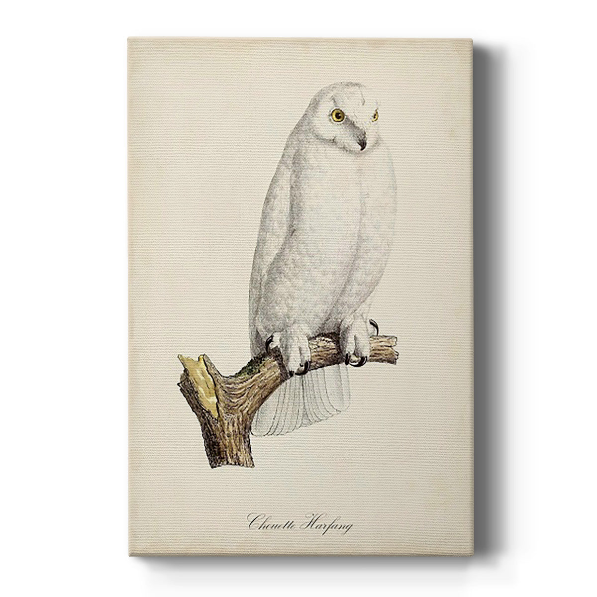 French Owls IV Premium Gallery Wrapped Canvas - Ready to Hang