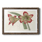 Amaryllis Varietals IV-Premium Framed Print - Ready to Hang