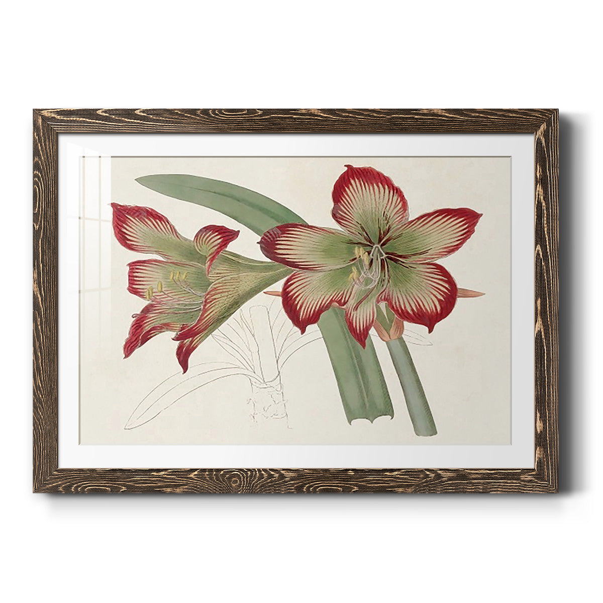 Amaryllis Varietals IV-Premium Framed Print - Ready to Hang