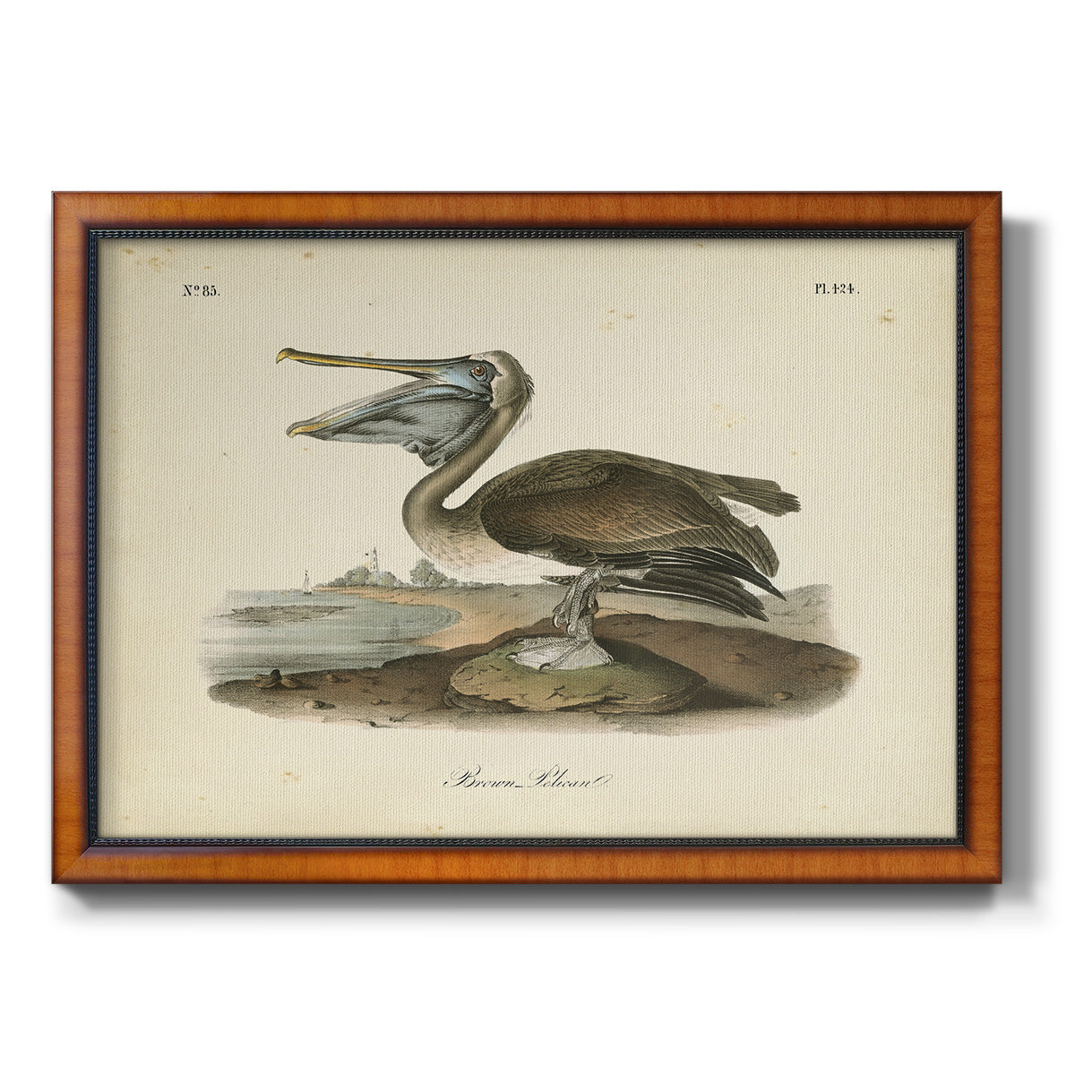 Audubons Brown Pelican - Ornate Framed Canvas Print