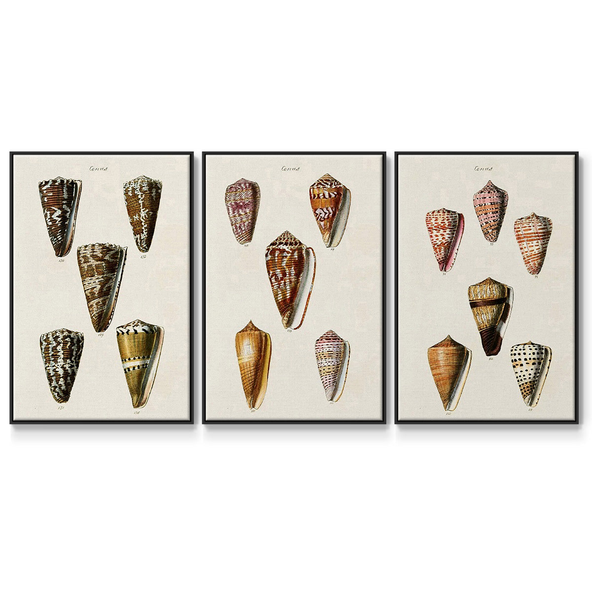 Cone Shell Collection IV - Framed Premium Gallery Wrapped Canvas L Frame 3 Piece Set - Ready to Hang