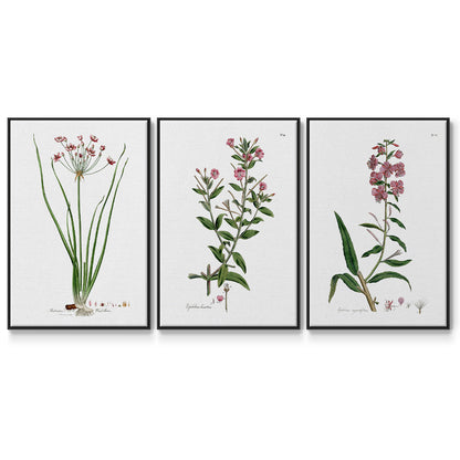 Rose Botanical I - Framed Premium Gallery Wrapped Canvas L Frame 3 Piece Set - Ready to Hang