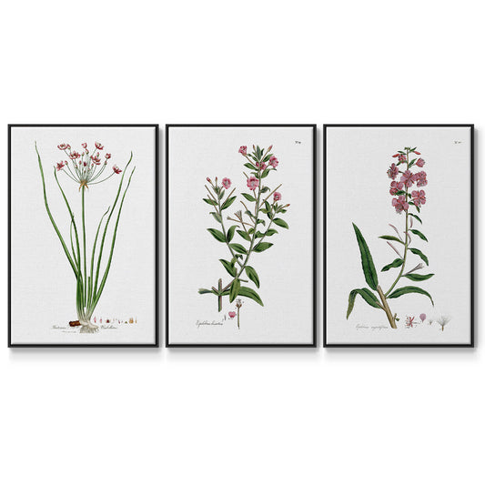 Rose Botanical I - Floater Framed Canvas Set