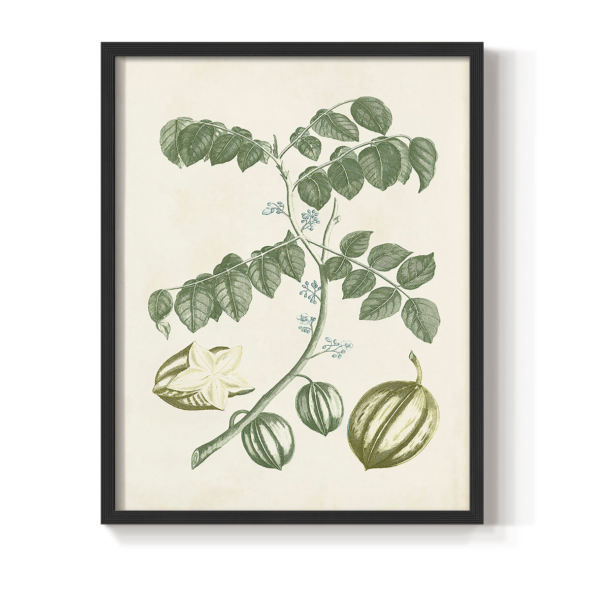 Buchoz Tropicals II - Restickable Framed Art Print