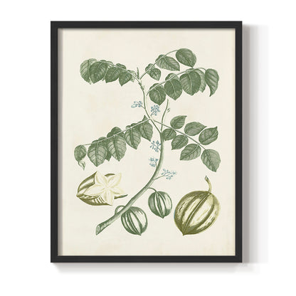 Buchoz Tropicals II - Restickable Framed Art Print