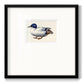 White and Blue Mallard - Double Matboard Framed Print