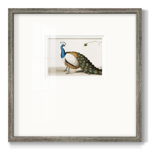 Standing Peacock Premium Framed Print Double Matboard