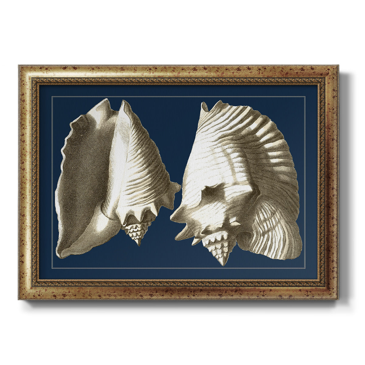 Conch Shells on Navy I Premium Framed Canvas- Ready to Hang