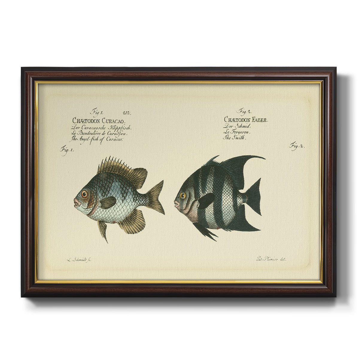 Bloch Antique Fish II Premium Framed Canvas- Ready to Hang