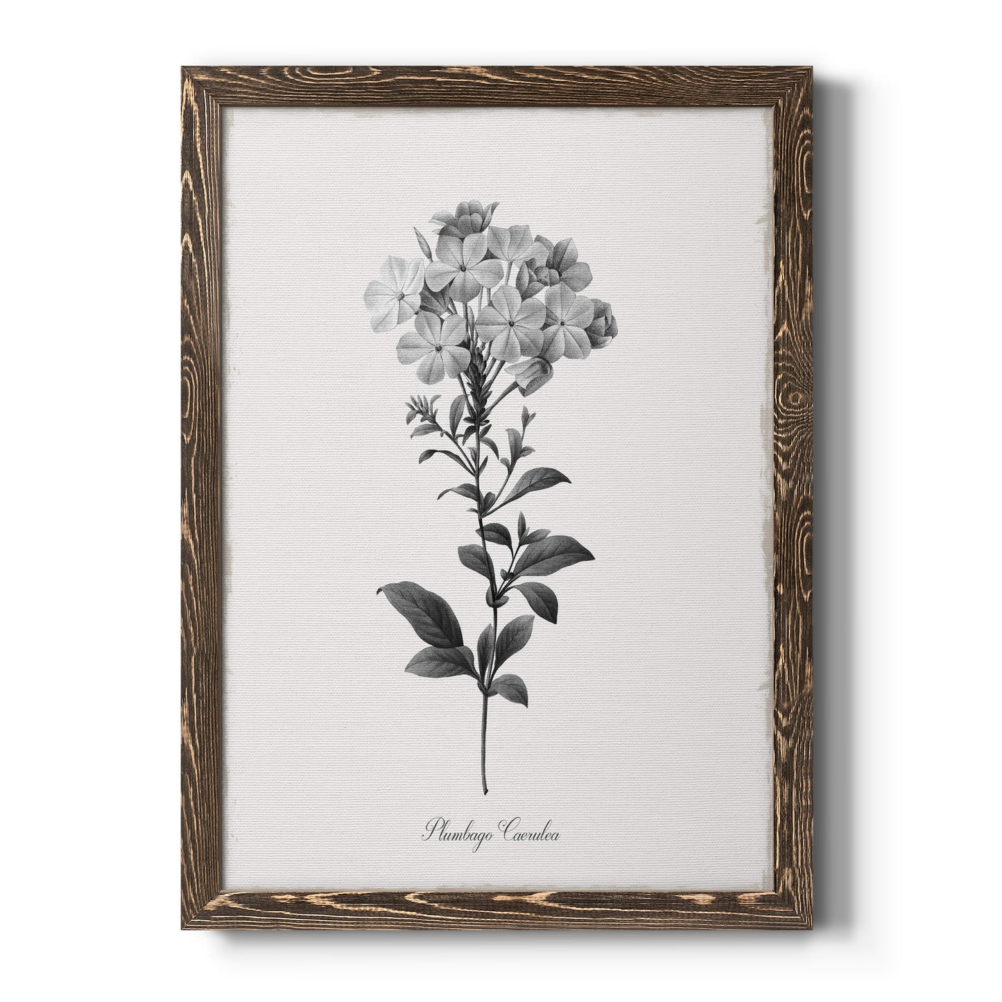 Simply Cape Leadwort - Premium Canvas Framed in Barnwood - Ready to Hang