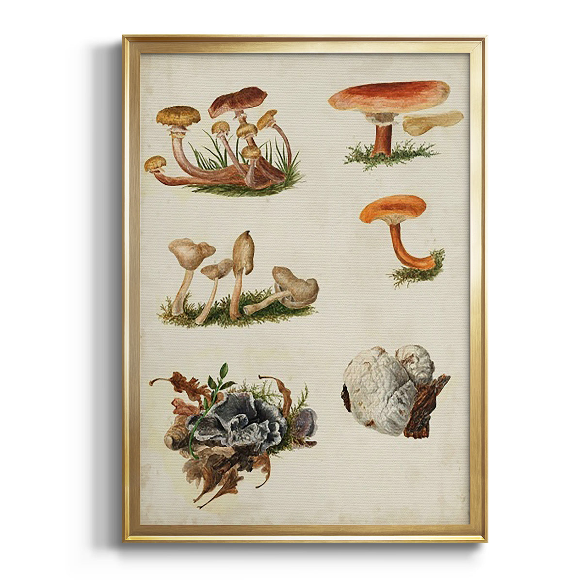 Mushroom Species X - Modern Framed Canvas Print