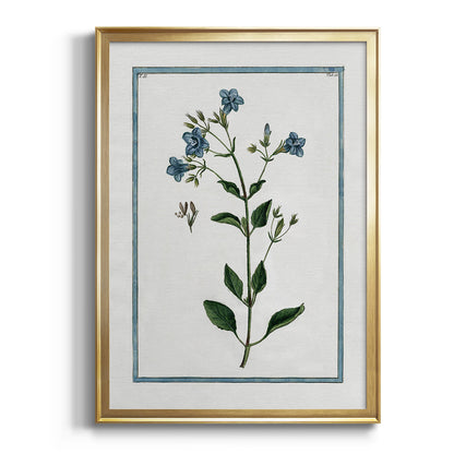 Shabby Chic Botanical II - Modern Framed Canvas Print