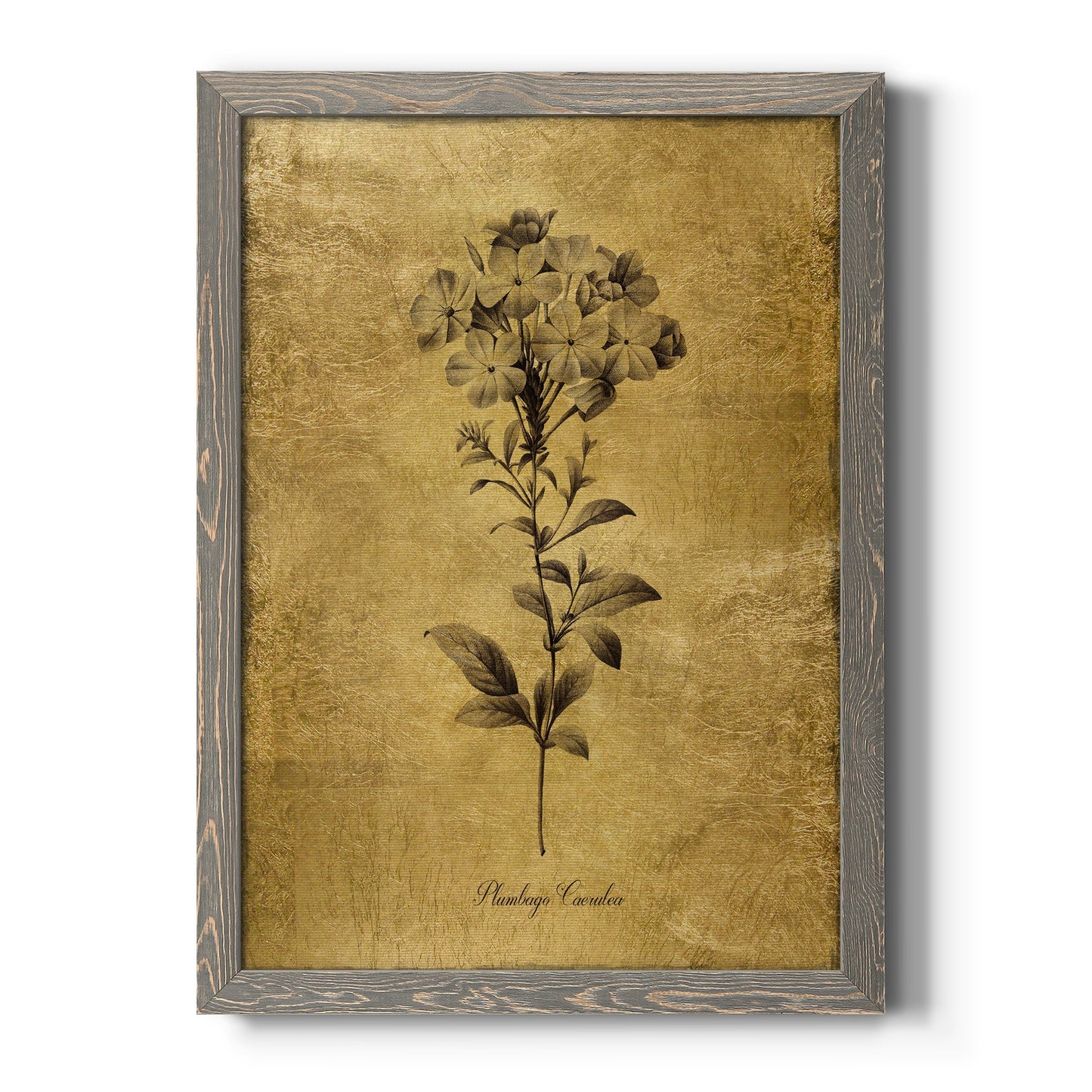 Gold Sketch Botanical II - Barnwood Framed Canvas Print
