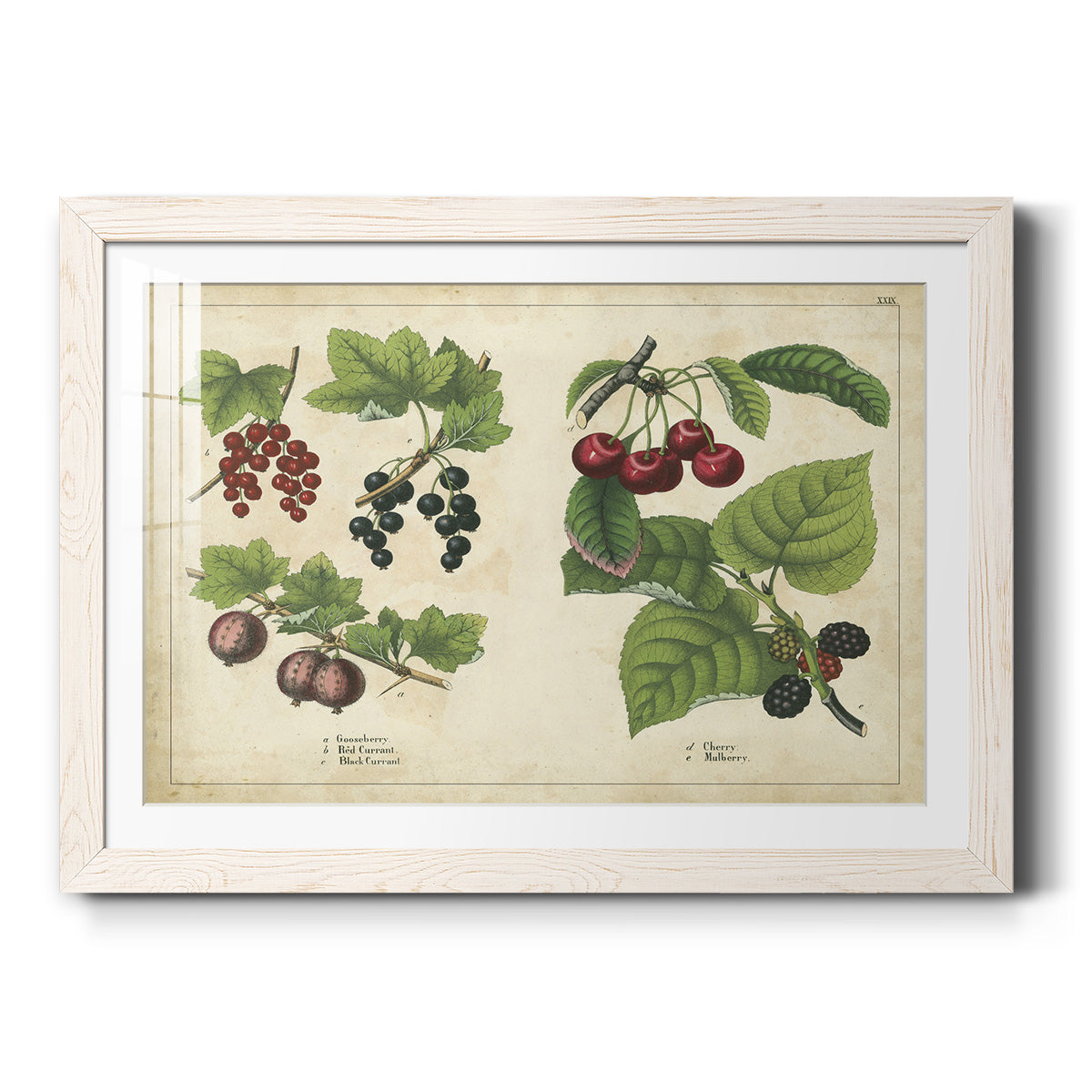 Kitchen Fruits III-Premium Framed Print - Ready to Hang