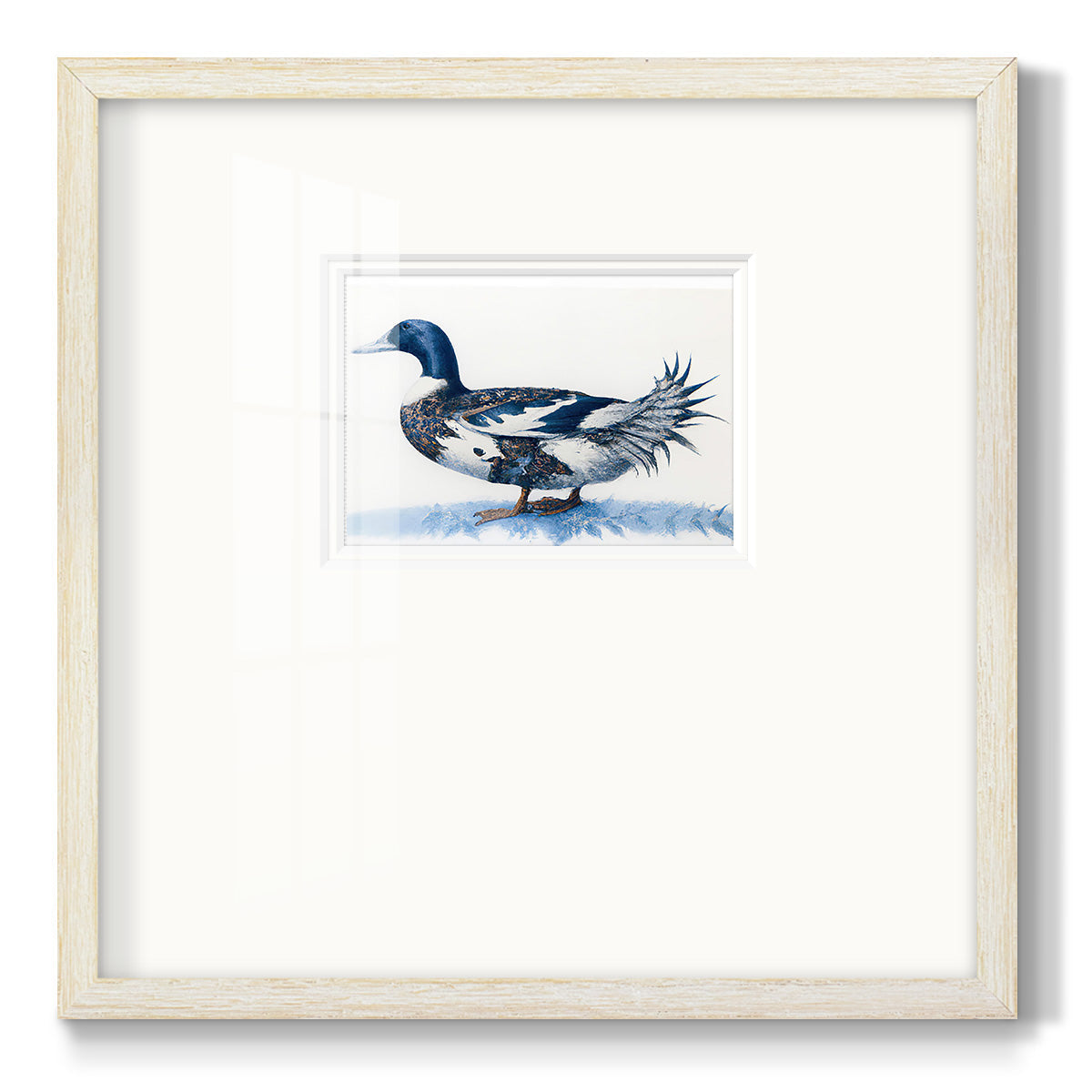 Mallard Blue II - Double Matboard Framed Print