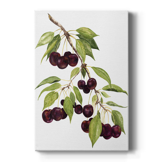 Watercolor Cherries - Canvas Art Print