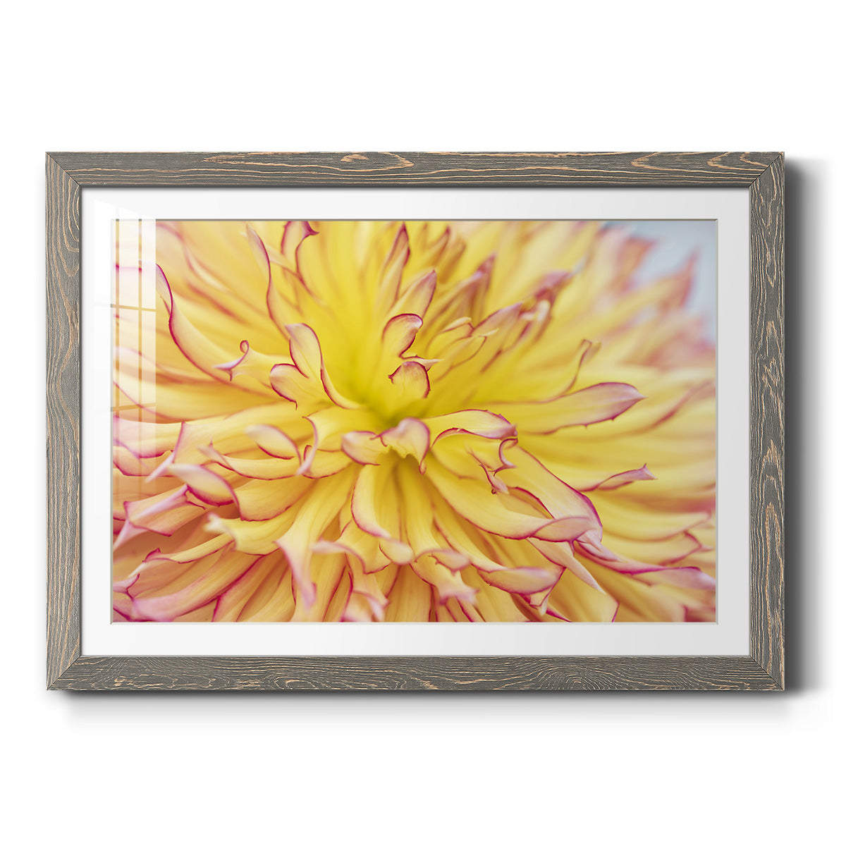 Blooms III - Barnwood Framed Art Print