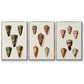 Cone Shell Collection IV - Floater Framed Canvas Set