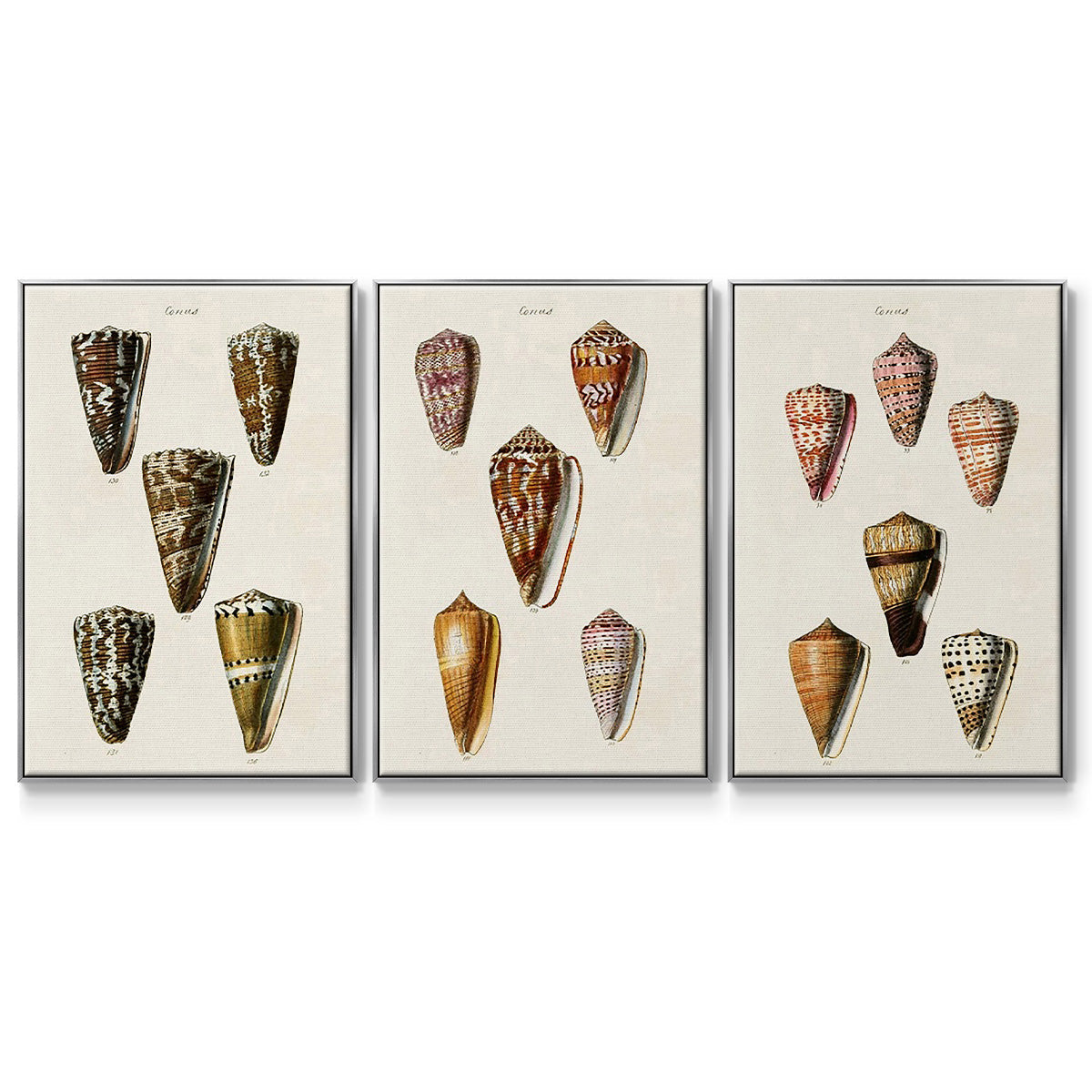 Cone Shell Collection IV - Floater Framed Canvas Set