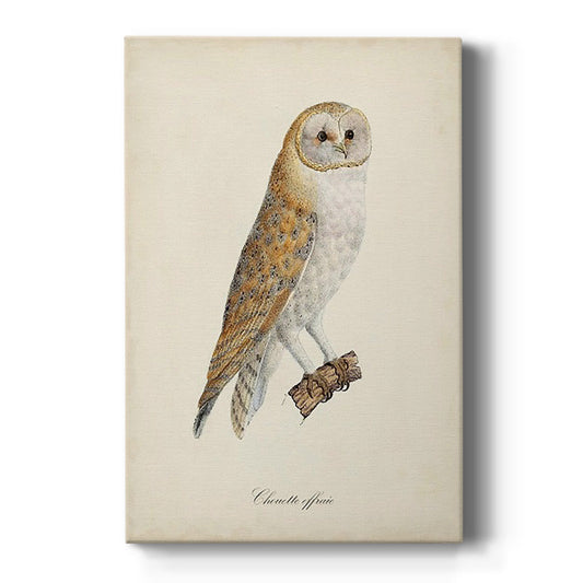 French Owls VI - Canvas Art Print