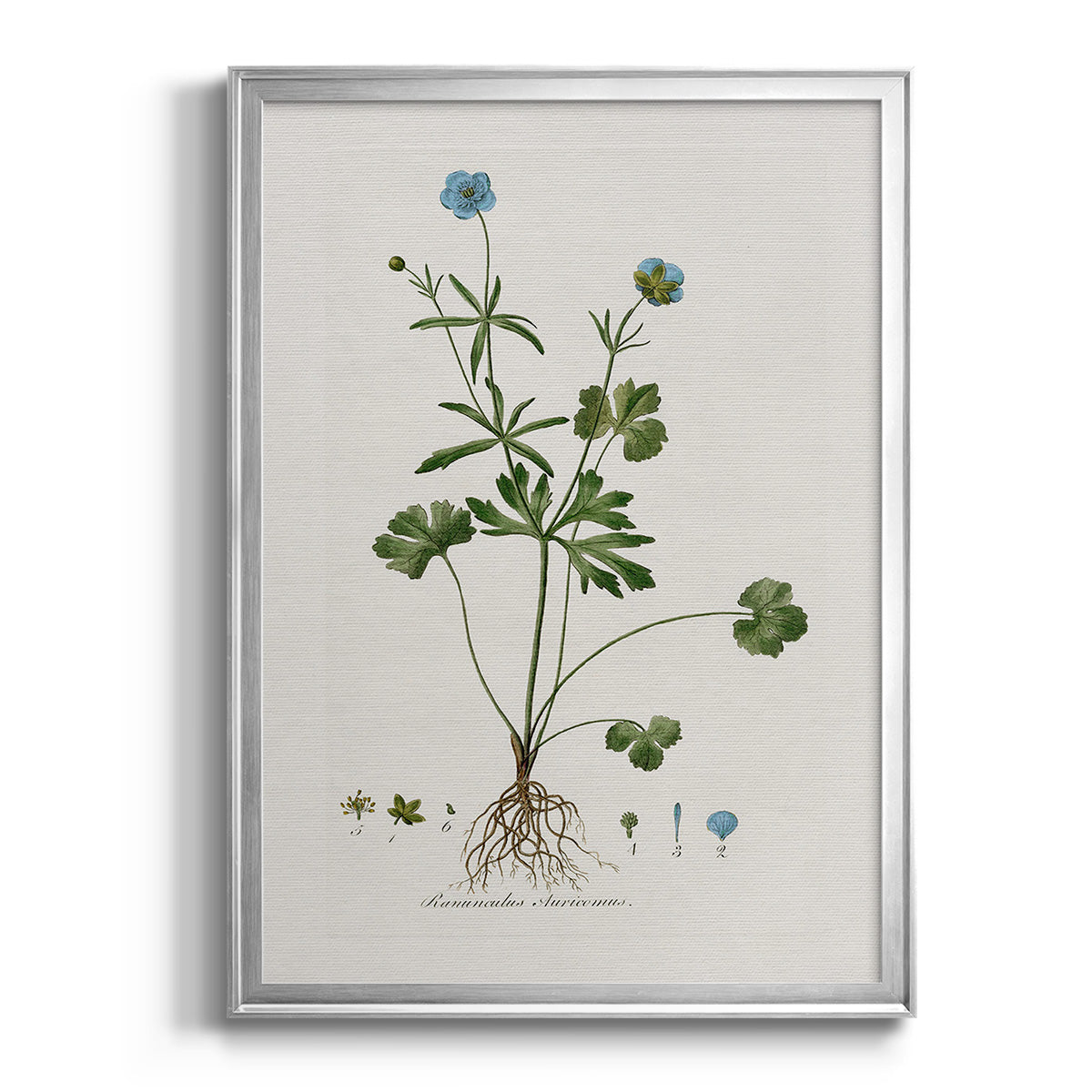 Buttercup Study - Modern Framed Canvas Print