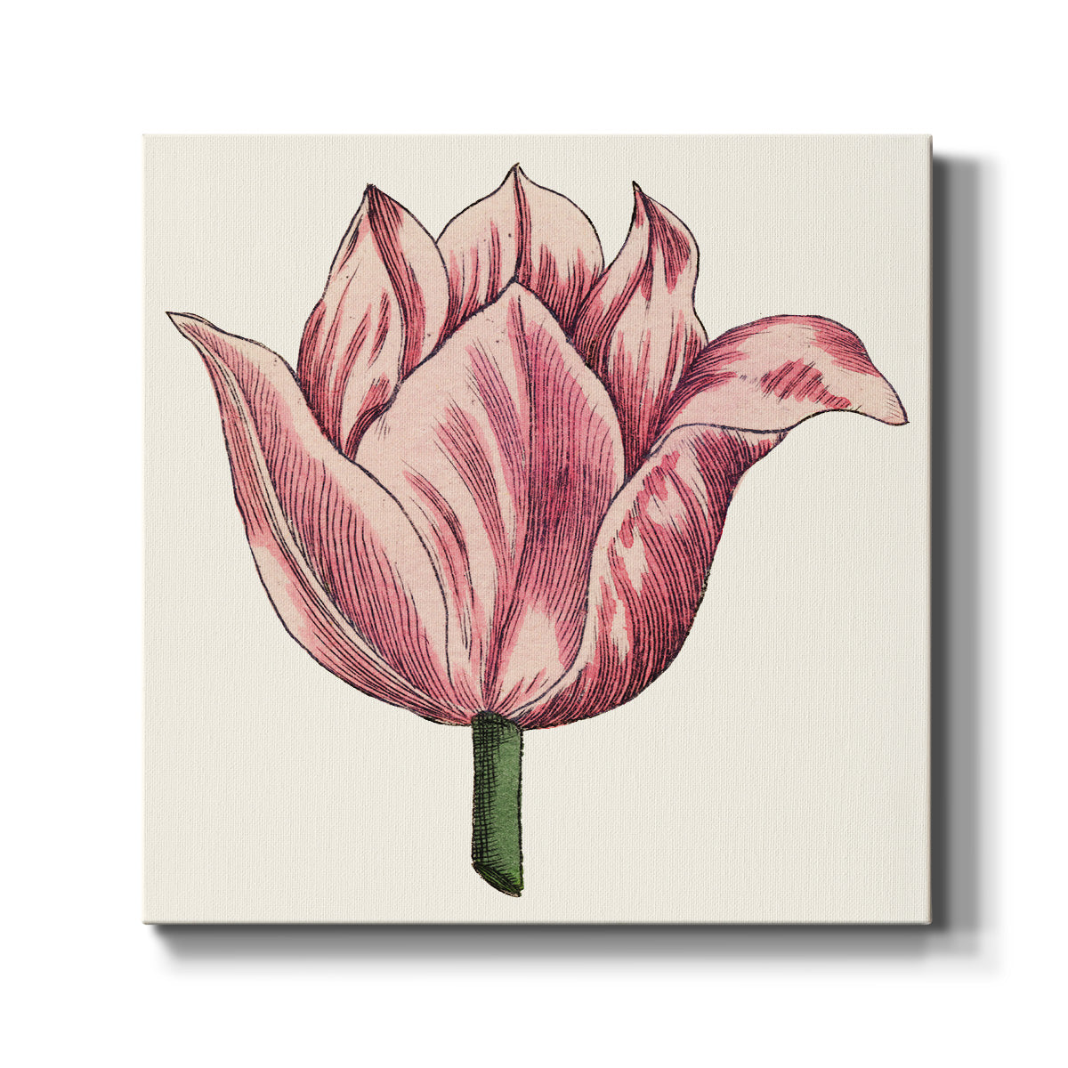 Tulip Garden VII - Canvas Art Print