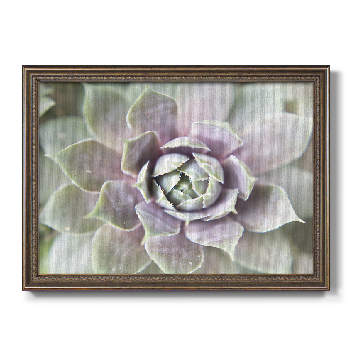 Succulent Glow II - Ornate Framed Canvas Print