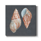 Shell on Slate V - Canvas Art Print