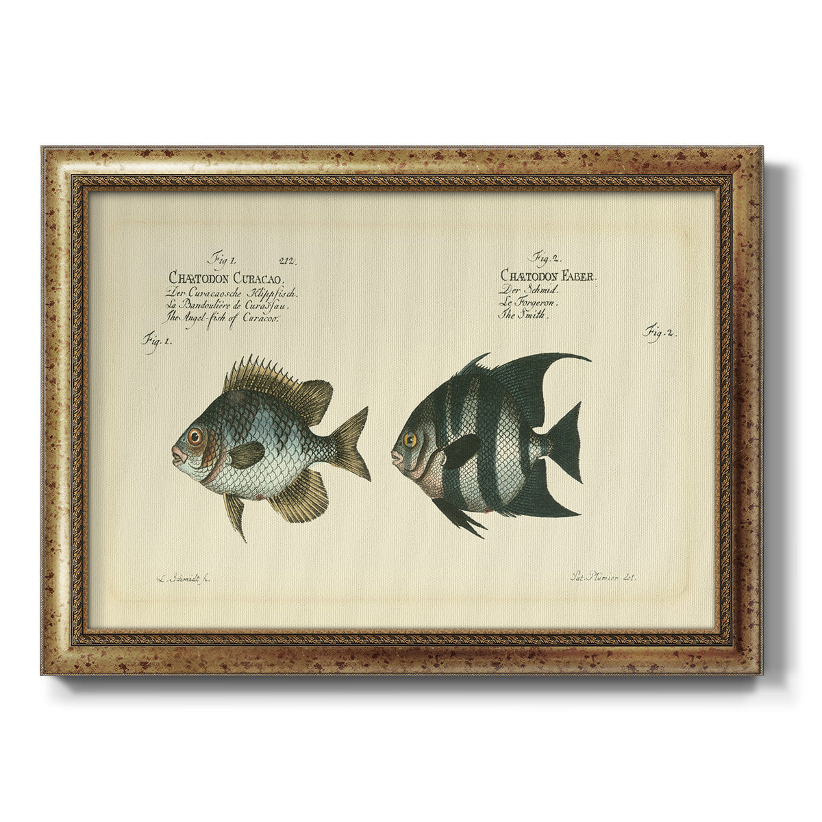 Bloch Antique Fish II Premium Framed Canvas- Ready to Hang