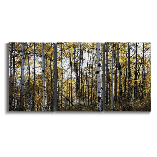 Three-panel canvas wall art featuring sunlit woodland grove photography on white background.