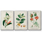 Turpin Tropical Botanicals IV - Floater Framed Canvas Set