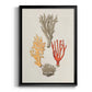 Knorr Shells & Coral IV - Modern Framed Canvas Print