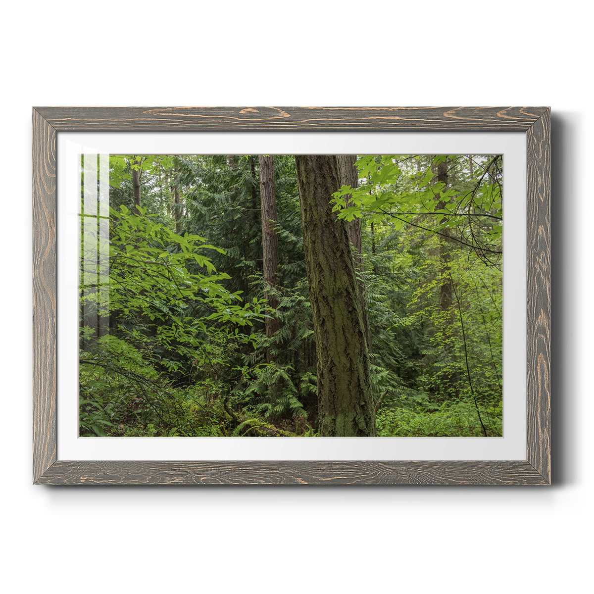 Calm of the Forest - Barnwood Framed Art Print