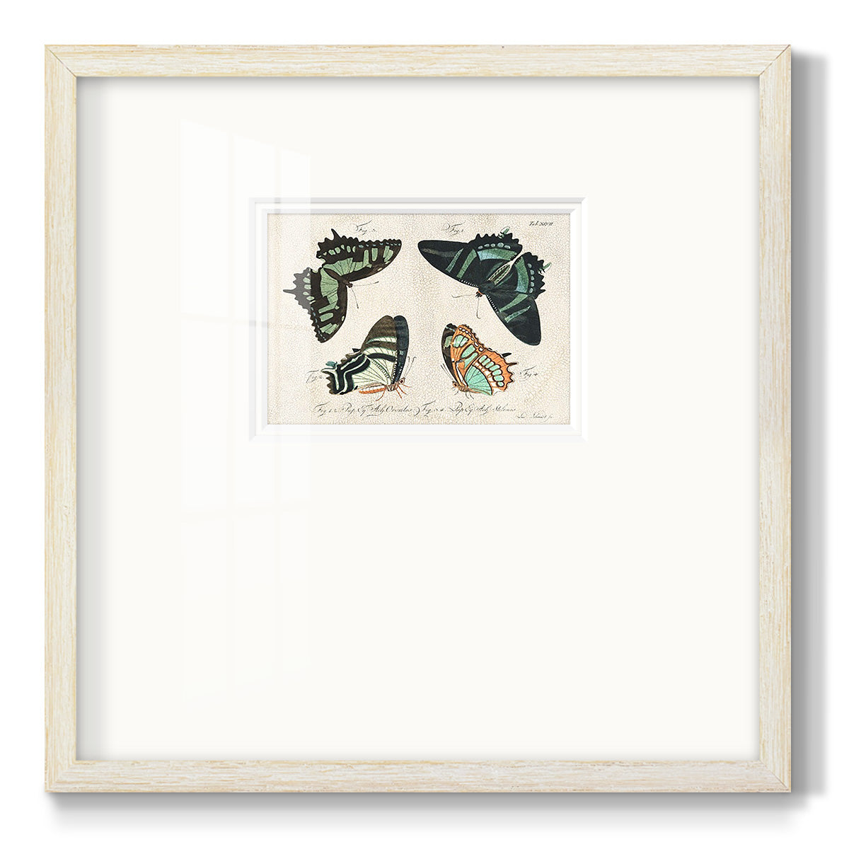 Crackled Butterflies III Premium Framed Print Double Matboard