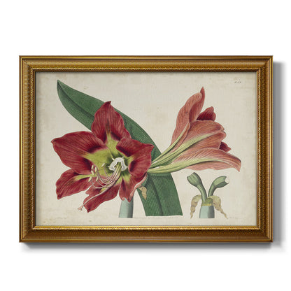 Amaryllis Splendor I Premium Framed Canvas- Ready to Hang