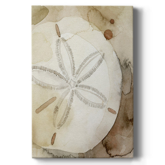 Dry Sand Dollar I - Canvas Art Print