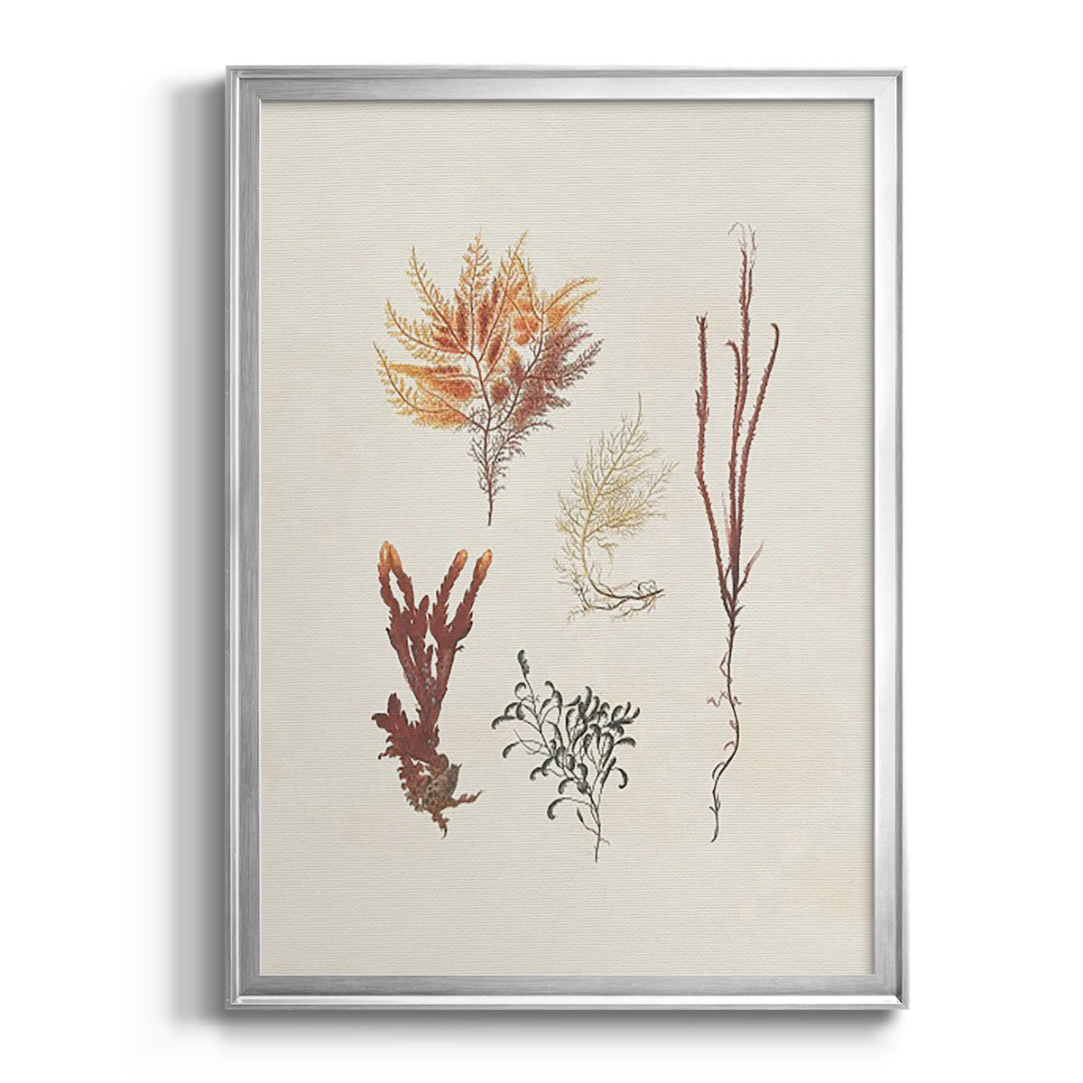 Knorr Shells & Coral VII - Modern Framed Canvas Print