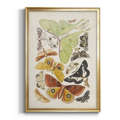 Antique Moths I - Modern Framed Canvas Print