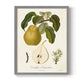 Vintage Pears I - Restickable Framed Art Print