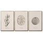 Shore Treasure Study I - Framed Premium Gallery Wrapped Canvas L Frame 3 Piece Set - Ready to Hang