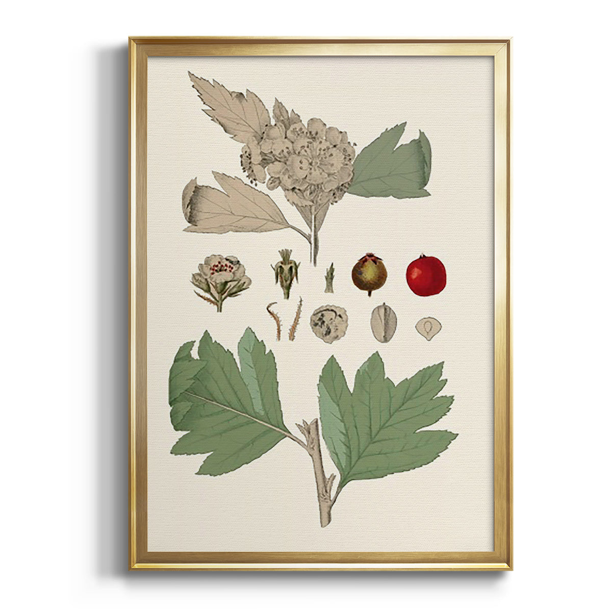 Leaves & Berries IV - Modern Framed Canvas Print