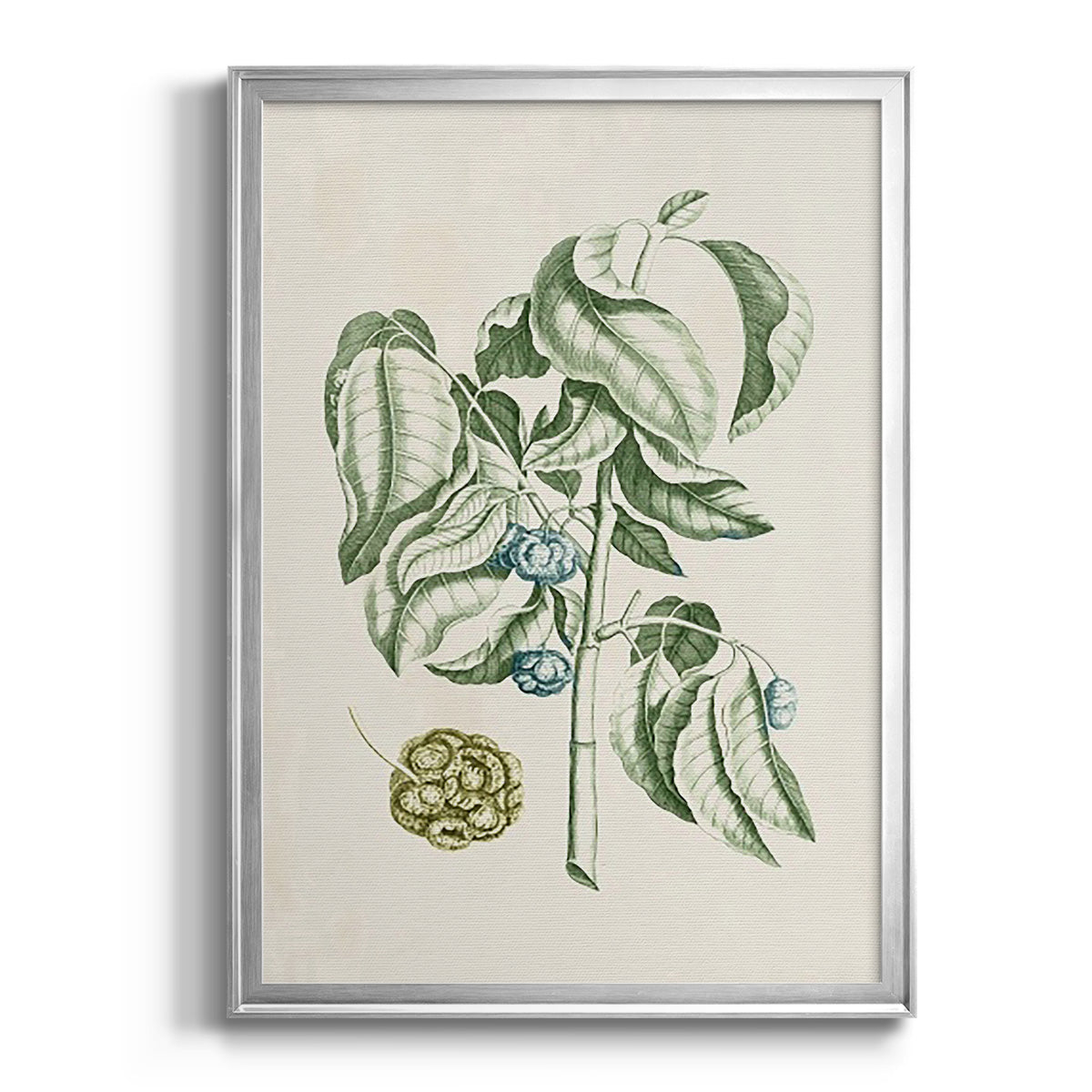 Buchoz Tropicals V - Modern Framed Canvas Print