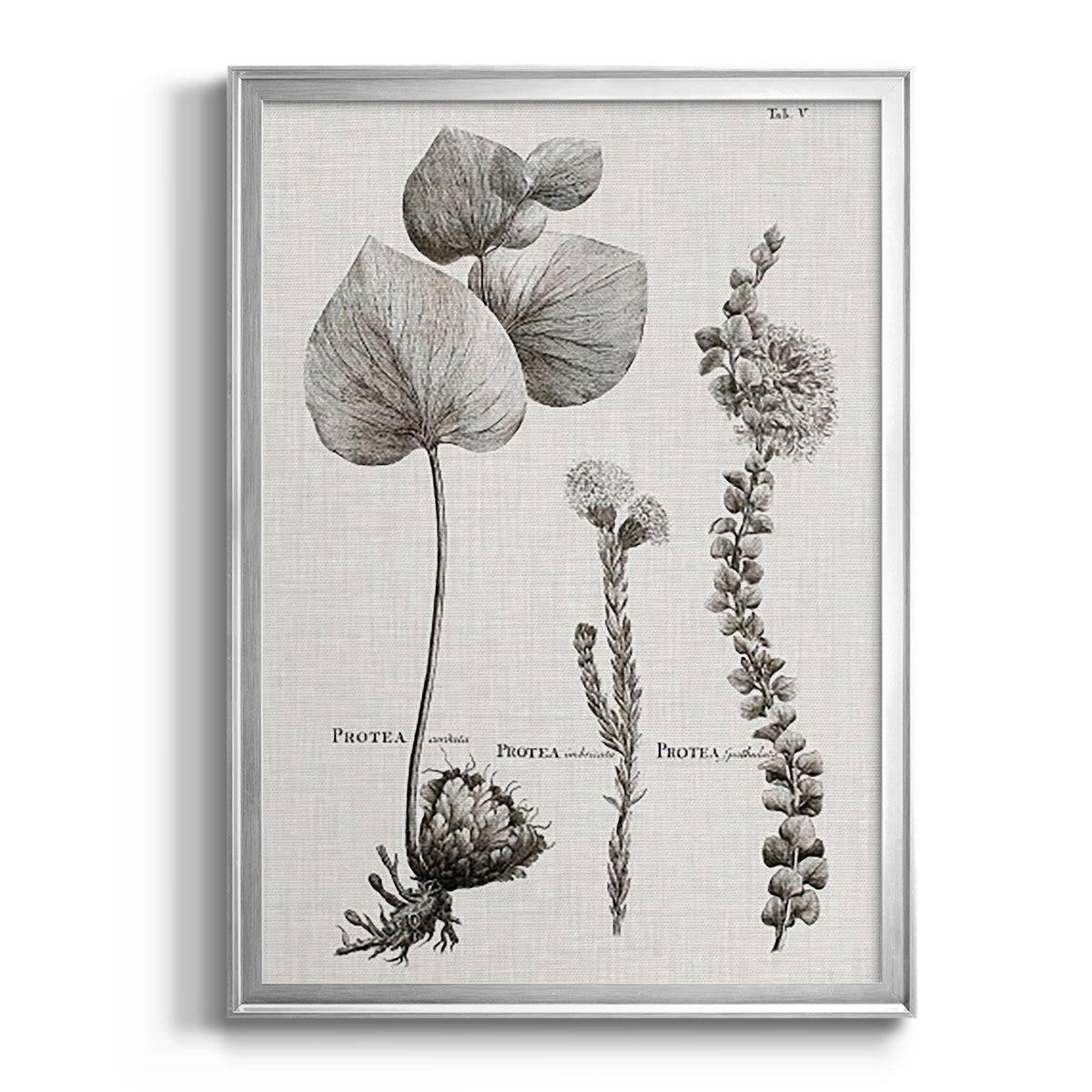 Black & White Protea on Linen II - Modern Framed Canvas Print